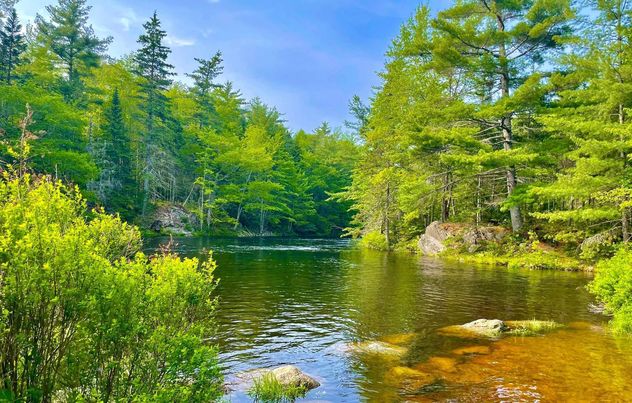 calm river and trees