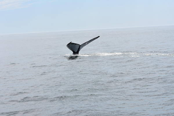 open ocean, a whale's fluke just about to disappear under the water